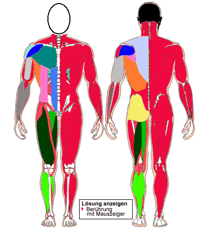 Muskeln des Menschen - bersicht I
